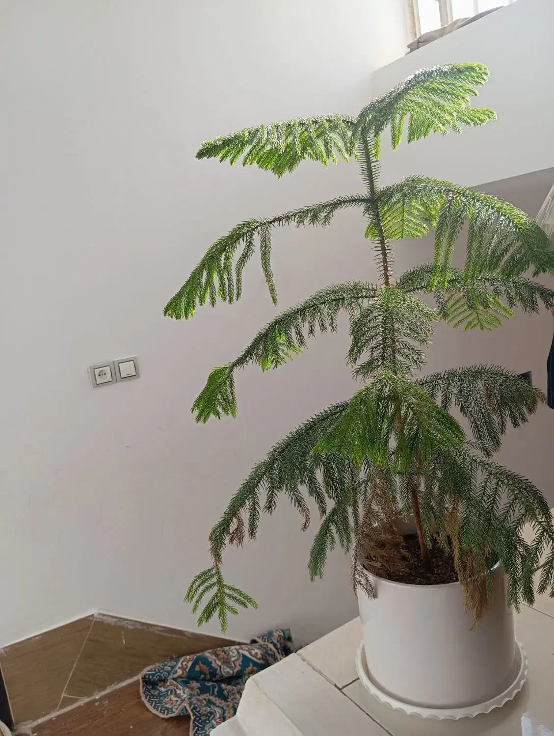 گل مطبق|گل و گیاه طبیعی|شیراز, گویم|دیوار