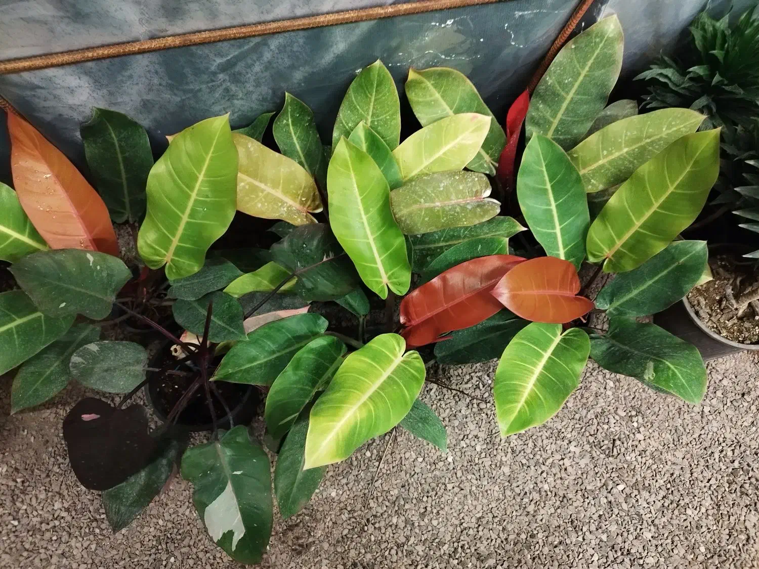 فیلو پرتقالی|گل و گیاه طبیعی|طاهرگوراب, |دیوار