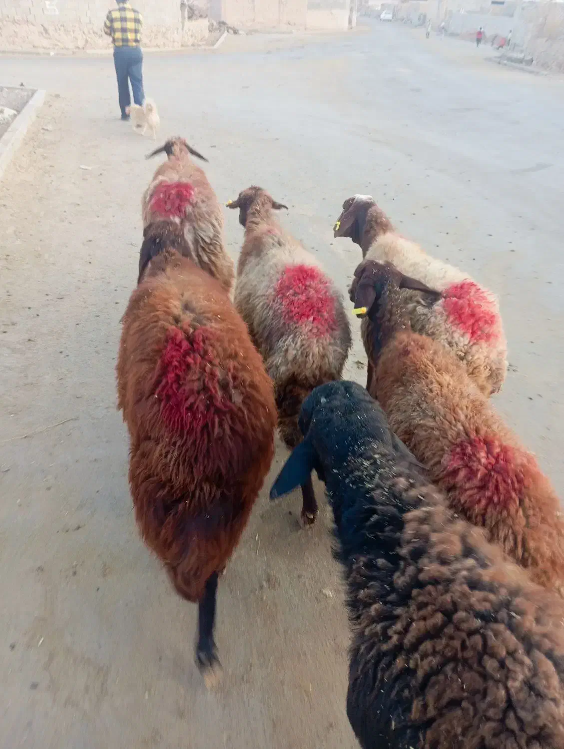 میش افشاری|حیوانات مزرعه|تربت جام, جامرود|دیوار