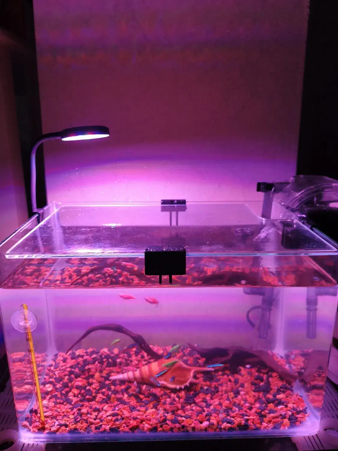 آکواریوم 30*20*20 و ماهی|ماهی|کهریزک, |دیوار