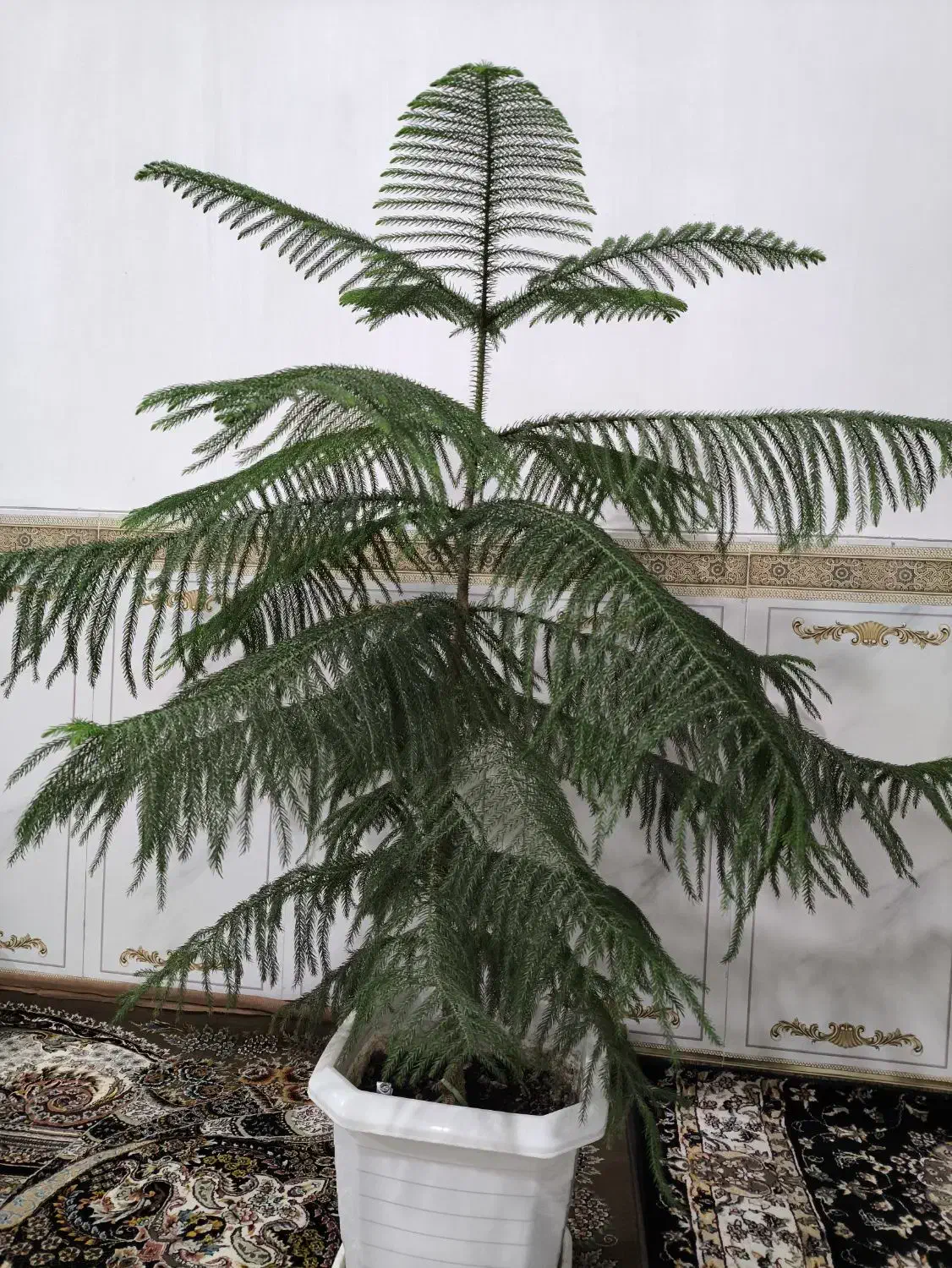 گل طبیعی|گل و گیاه طبیعی|جوانرود, |دیوار