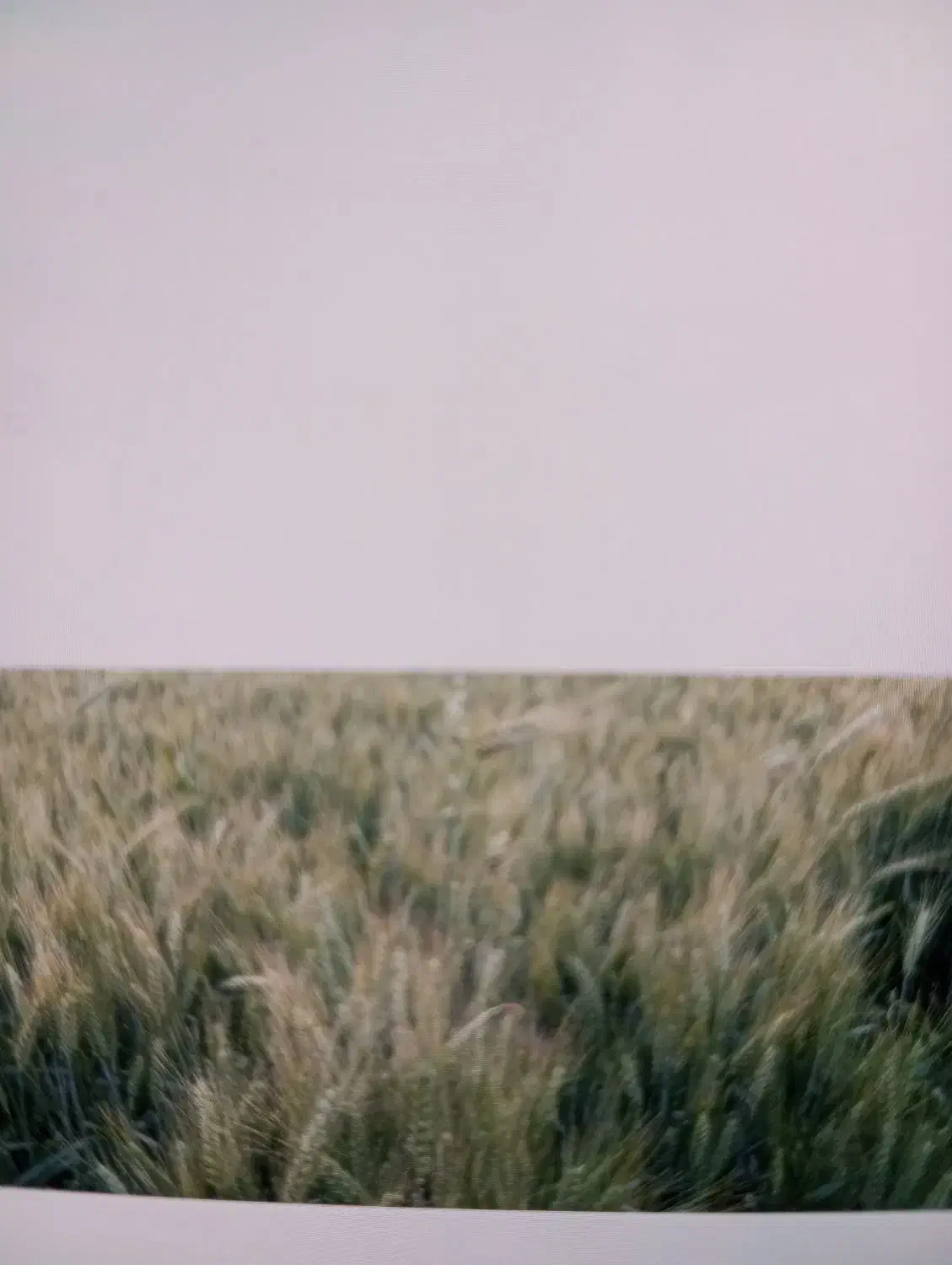 دوهکتار زمین کشاورزی در روستای قاضی آبادزیرجوی اب|فروش دفتر صنعتی، کشاورزی، تجاری|سیلاخور, |دیوار