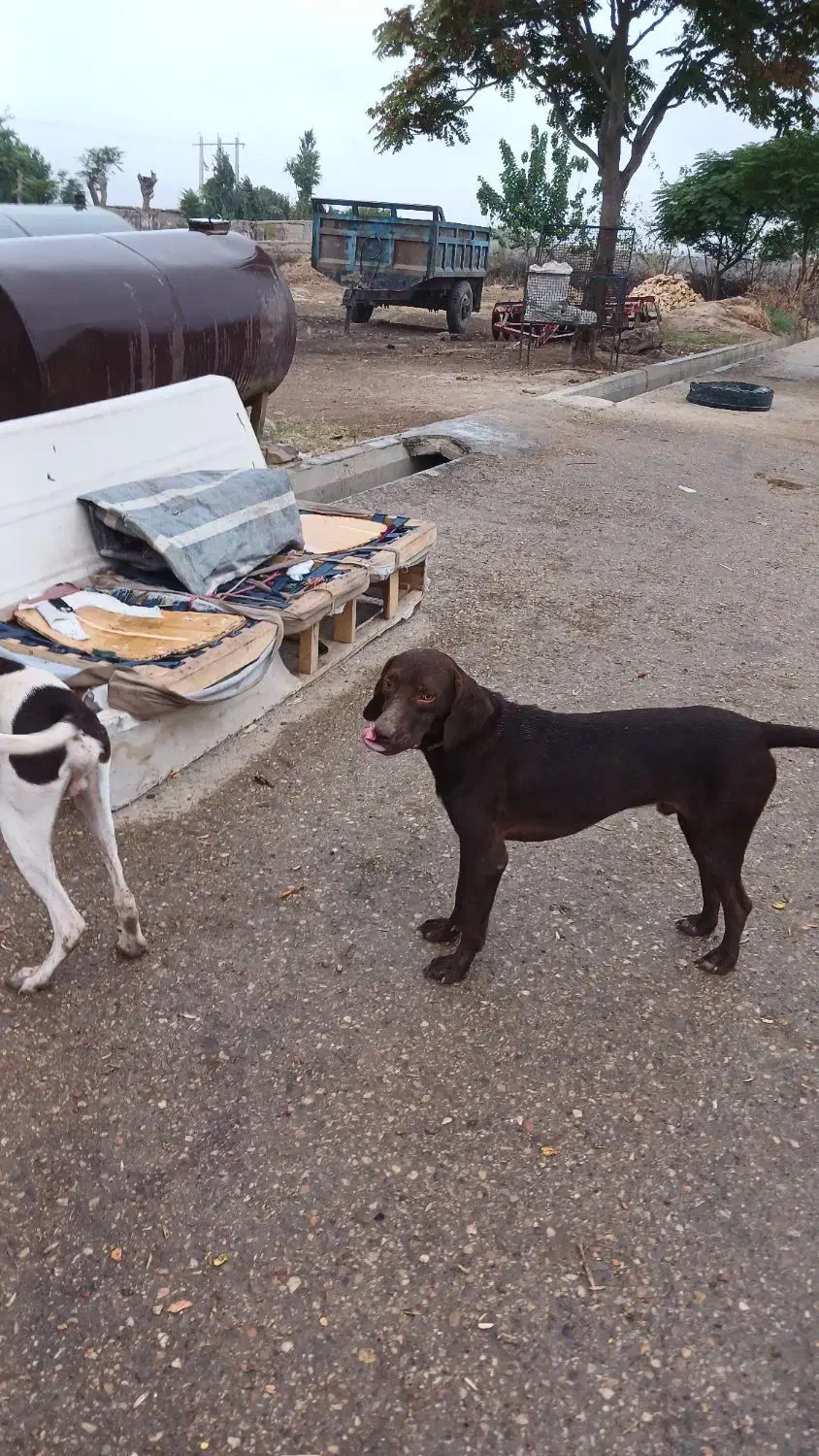 توله سگ دنبالانی حرفی|سگ|گلی داغ, |دیوار