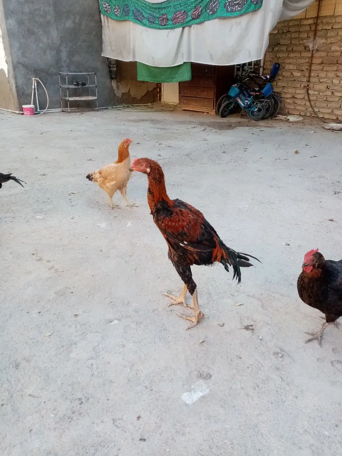 2 عددخروس لاری 3 ماه نژاد دار|حیوانات مزرعه|مشهد, شهید قربانی|دیوار