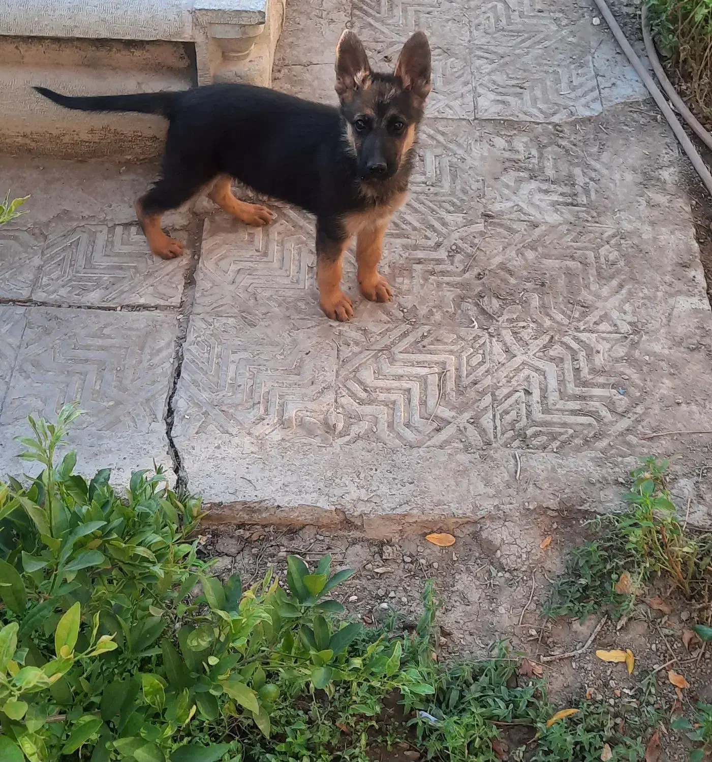 توله ژرمن|سگ|اصفهان, آزادان|دیوار