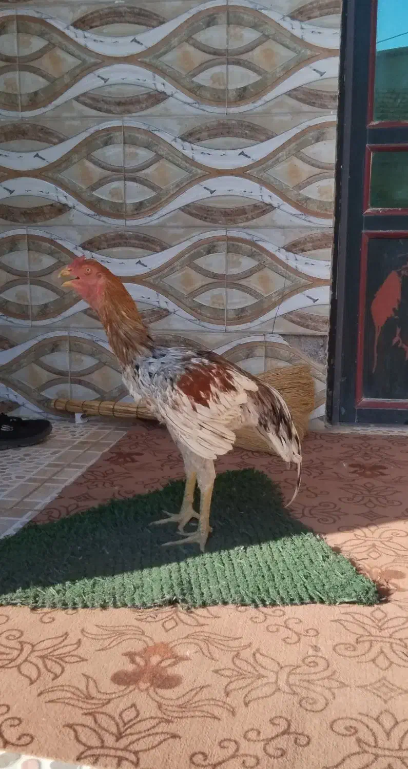 خروس لاری|حیوانات مزرعه|انبارآلوم, |دیوار