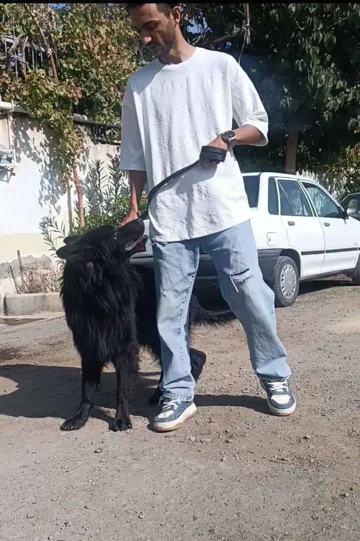 سگ ژرمن بلک سگ نگهبان و گارد|سگ|مشهد, سجاد شهر|دیوار