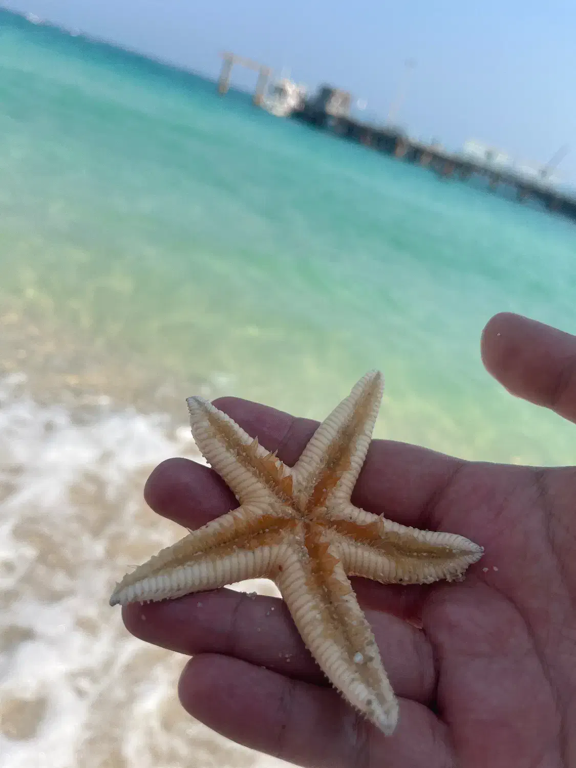 تفریحات کیش و تور کیش و رنت ماشین|تور و چارتر|کیش, |دیوار