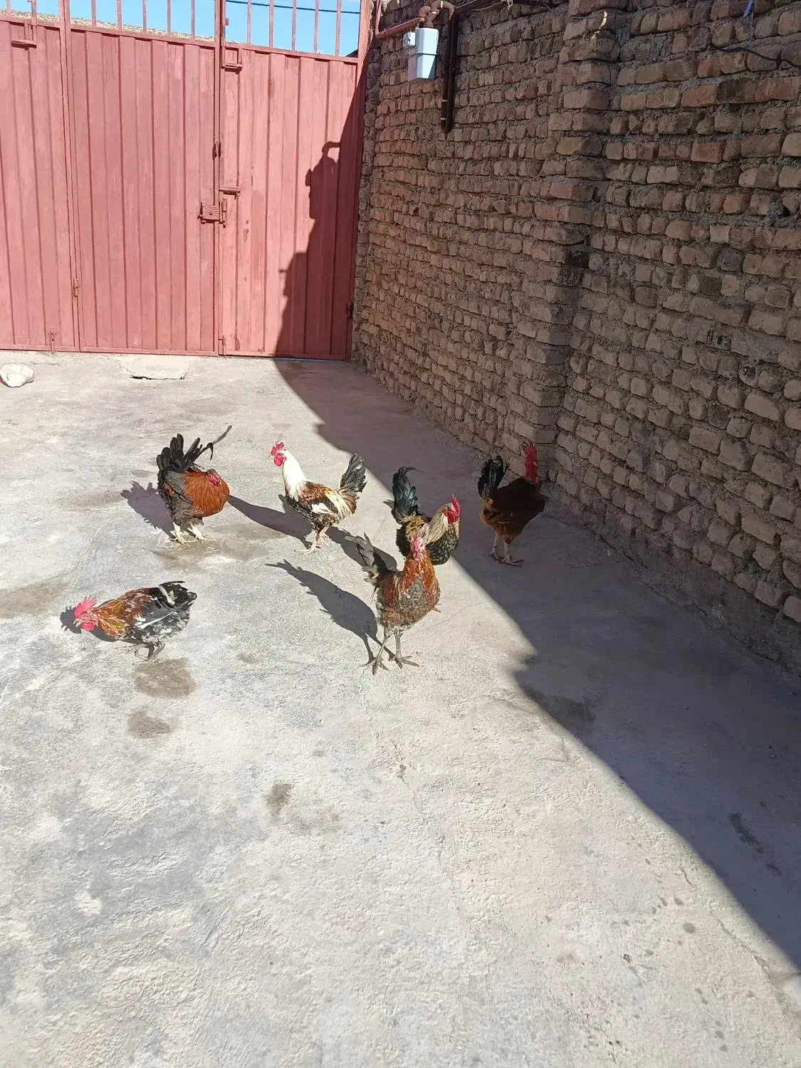 خروس گلین|حیوانات مزرعه|سیلاخور, |دیوار