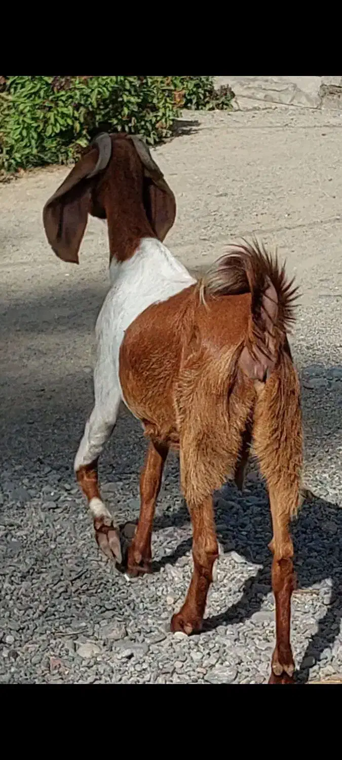 بز دوقلوزا با دو کره نر ماده و یک بز آبستن|حیوانات مزرعه|جیرفت, |دیوار