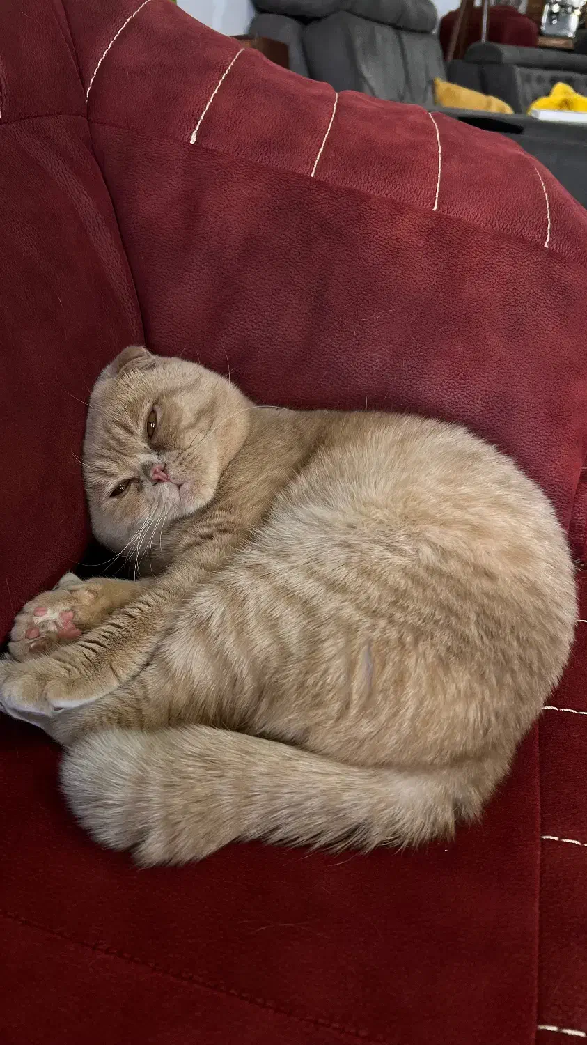 واگذاری گربه با تمام وسایل|گربه|آبادان, |دیوار