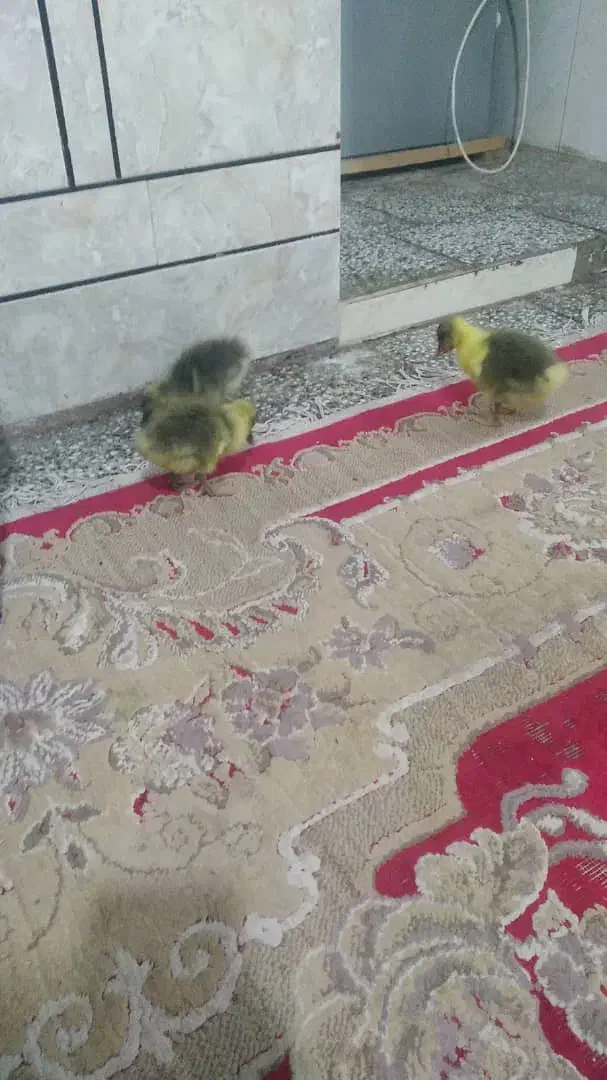 جوجه غاز و خروس پنج ماهه|حیوانات مزرعه|سوسنگرد, |دیوار