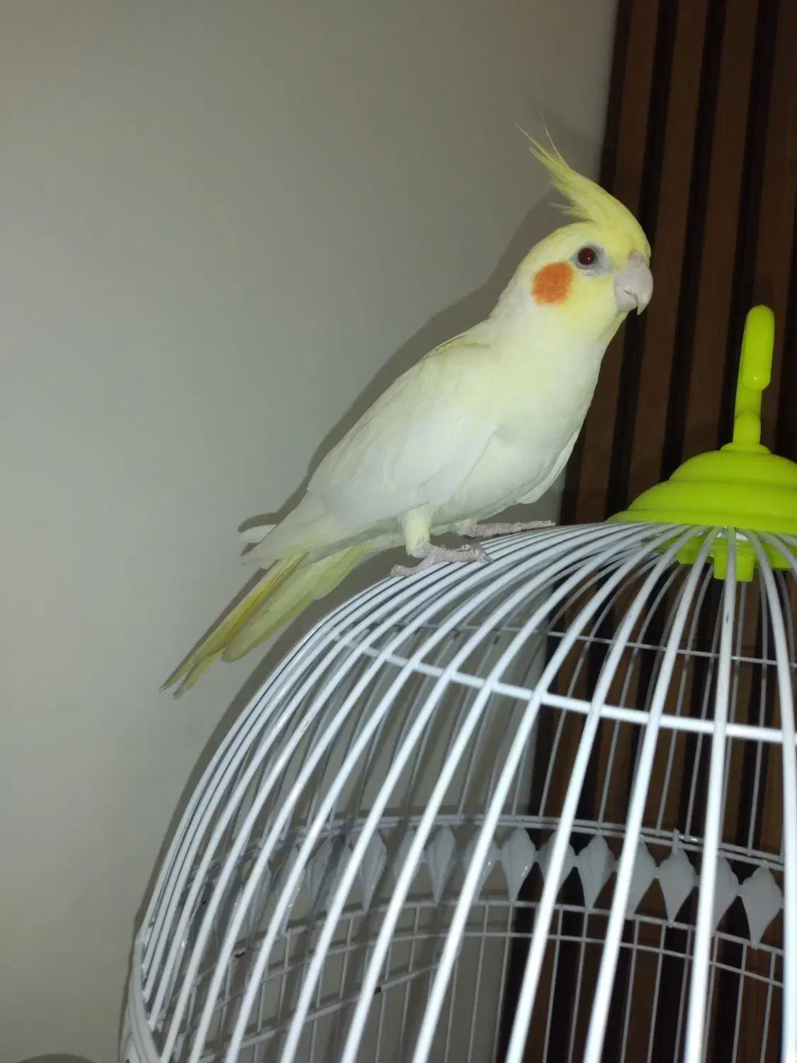 عروس هلندی لوتینو ماده|پرنده|گرگان, |دیوار