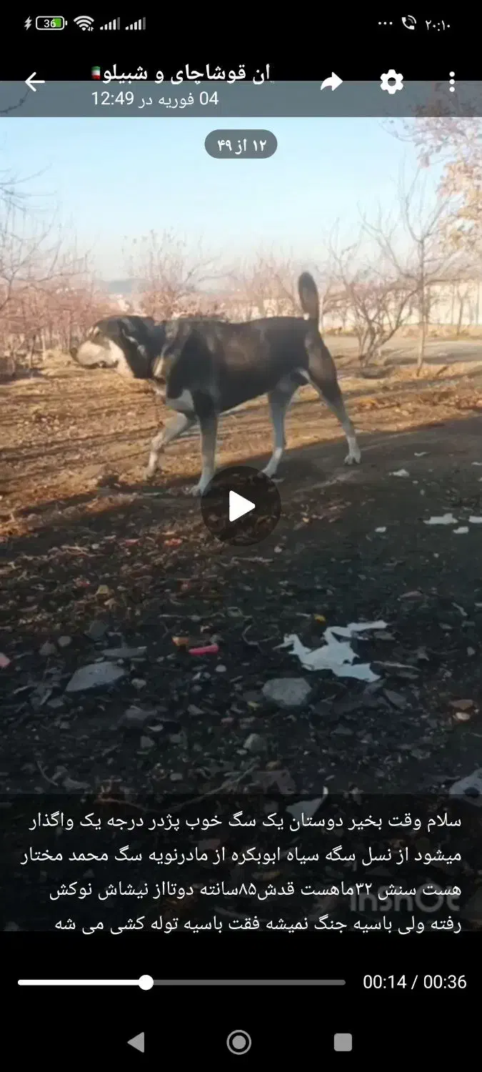 واگذاری|سگ|میاندوآب, |دیوار