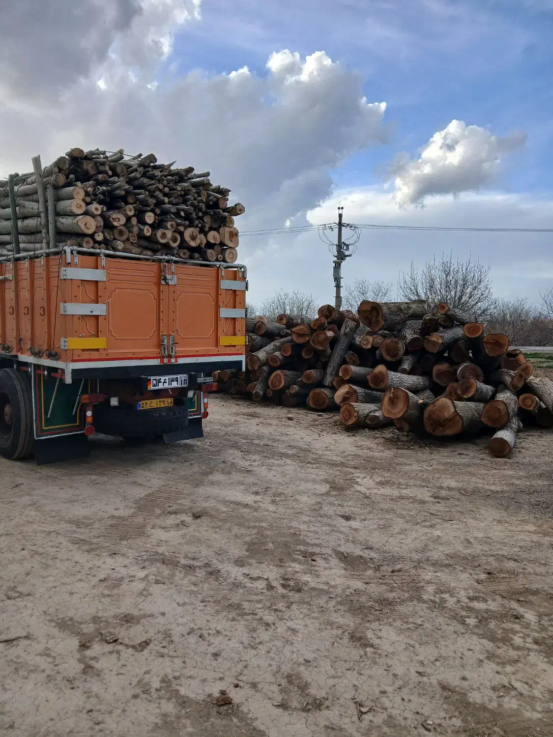 خریدار چوب هستم|خدمات باغبانی و درختکاری|نورآباد, |دیوار