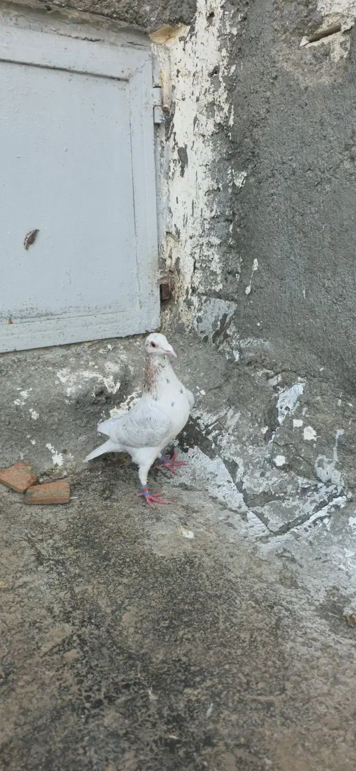 کبوتر|پرنده|تایباد, |دیوار