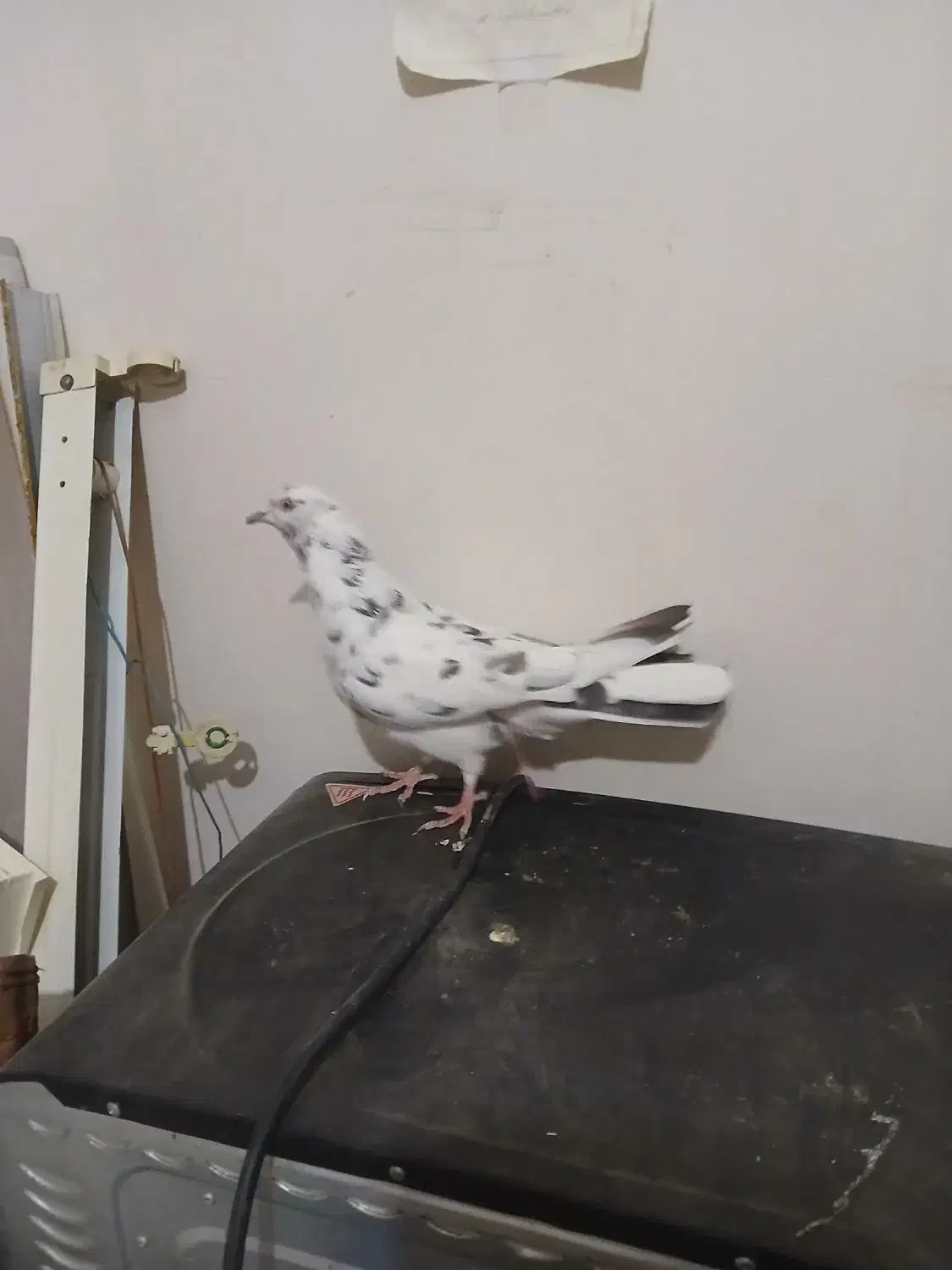 کفتر پرستی|پرنده|برخوار, |دیوار