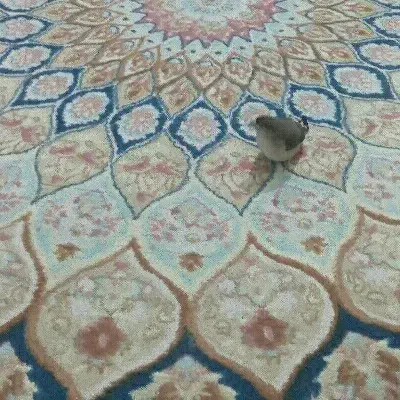 فنچ نوک نقره ای|پرنده|تهران, ستارخان|دیوار