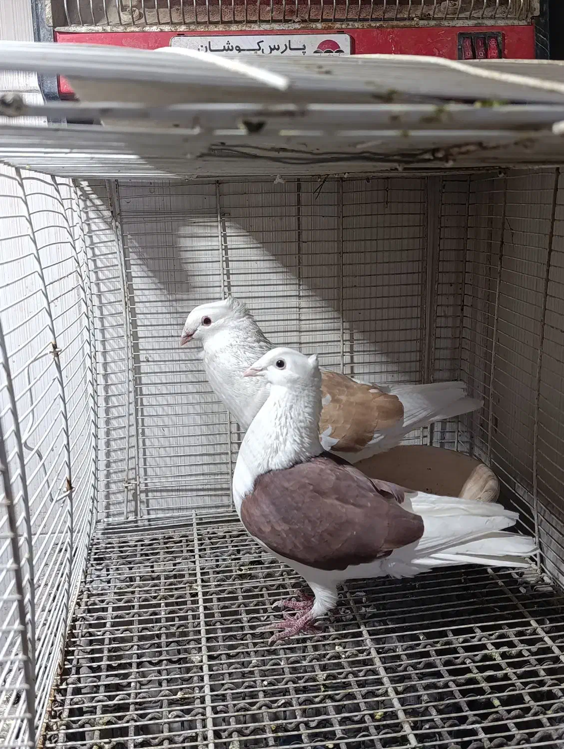 کفتر|پرنده|مشهد, نیزه|دیوار