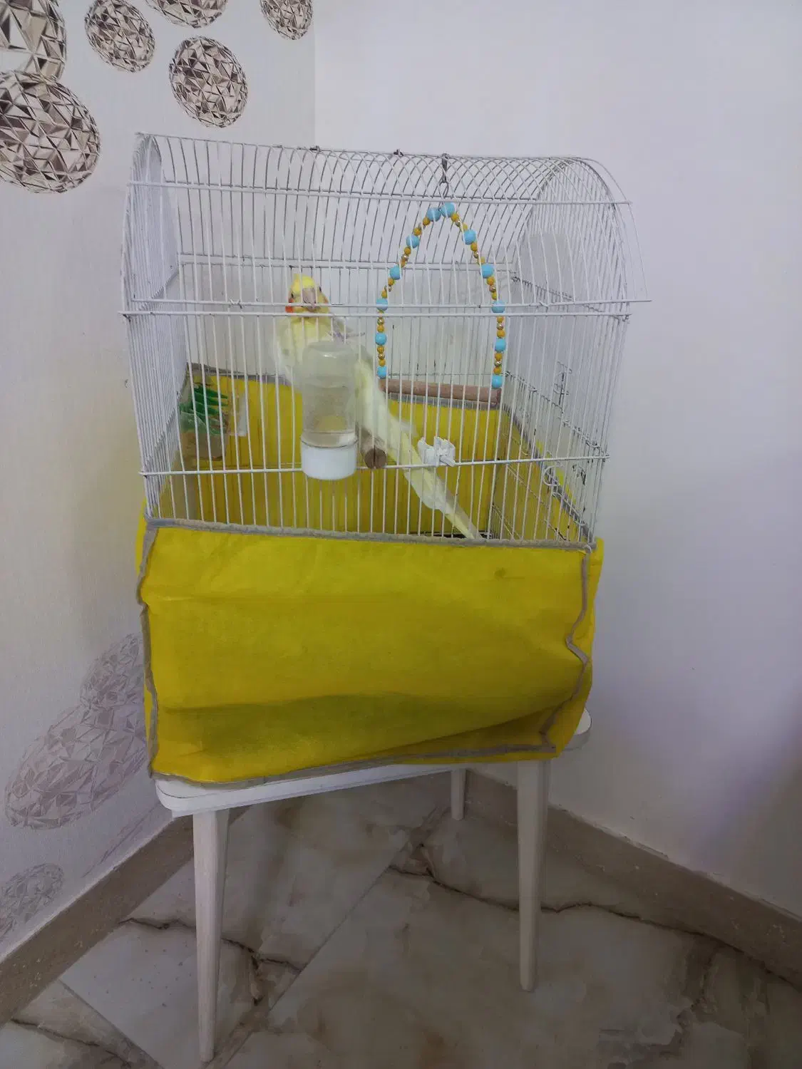 عروس هلندی|پرنده|ماسال, |دیوار