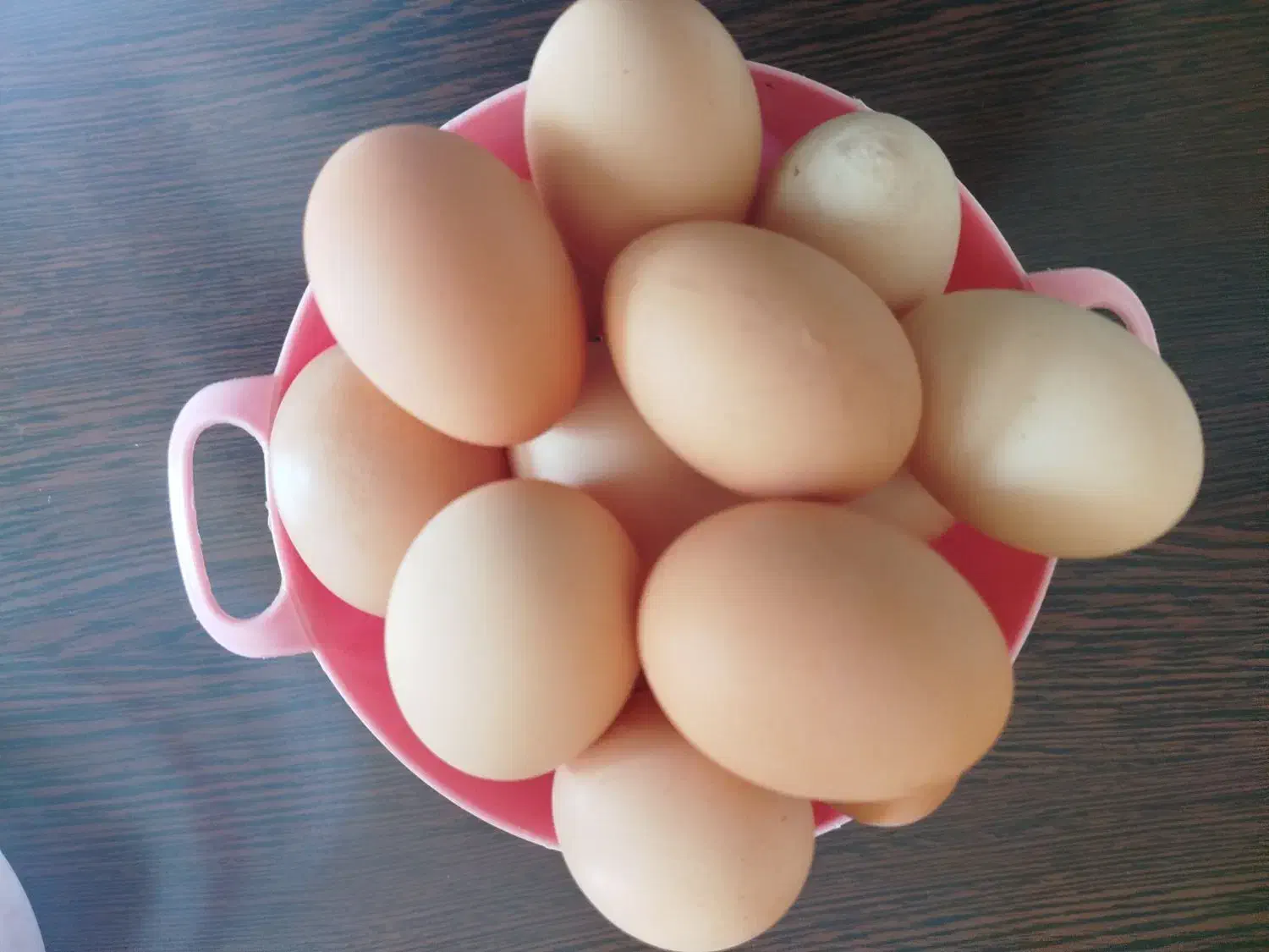 تخم مرغ .بومی|خوردنی و آشامیدنی|شاهین‌شهر, گرگاب|دیوار