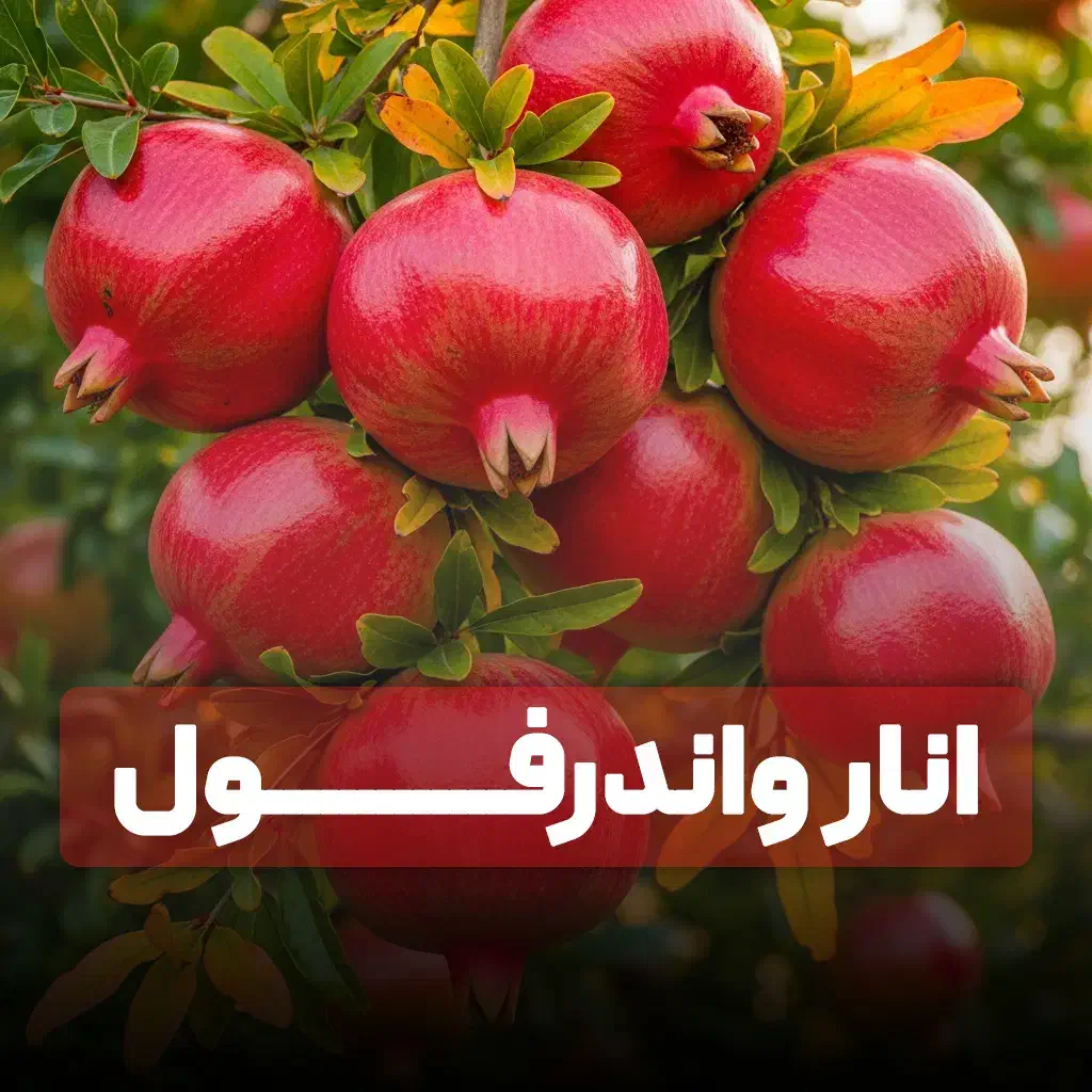 نهال انجیر با رشد سریع و محصول پایدار|خدمات باغبانی و درختکاری|رشت, خمیران زاهدان|دیوار