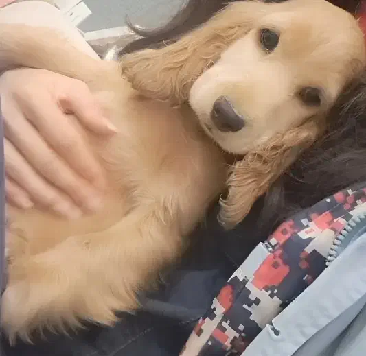 توله کوکر اسپانیل وارداتی گلد با قیمت اسنثنایی|سگ|چهارباغ, |دیوار