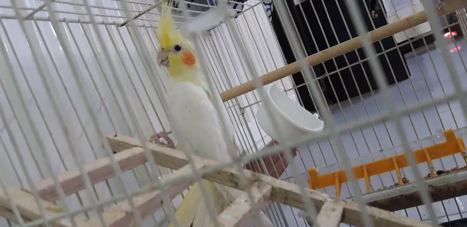 عروس هلندی نر|پرنده|مشهد, هفده شهریور|دیوار