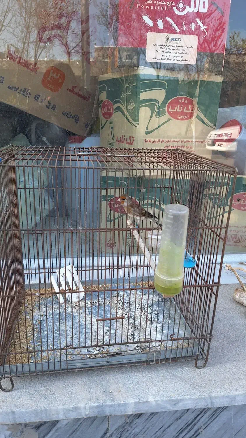 سهره قناری ماده|پرنده|اردبیل, |دیوار