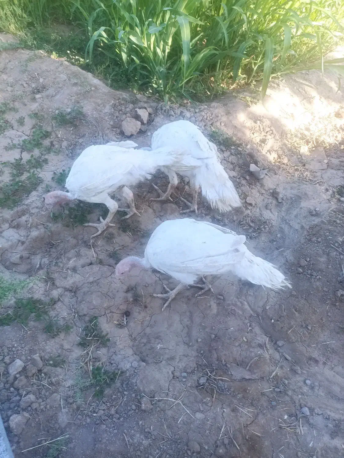 فروش بوقلمون|حیوانات مزرعه|بیرجند, |دیوار