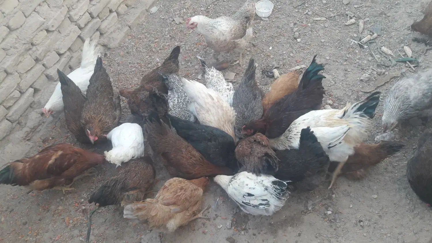 مرغ جوانه محلی تخم گزار|حیوانات مزرعه|جوین, |دیوار