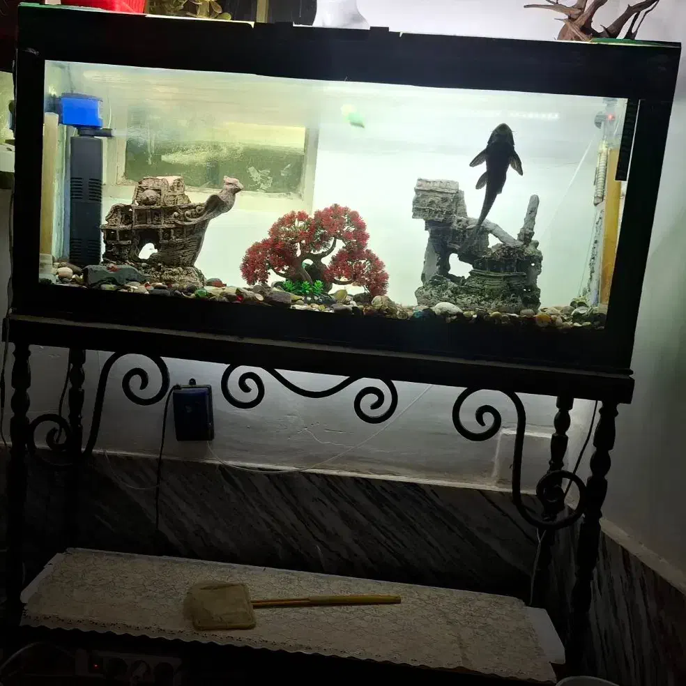 آکواریوم|ماهی|بروجرد, |دیوار