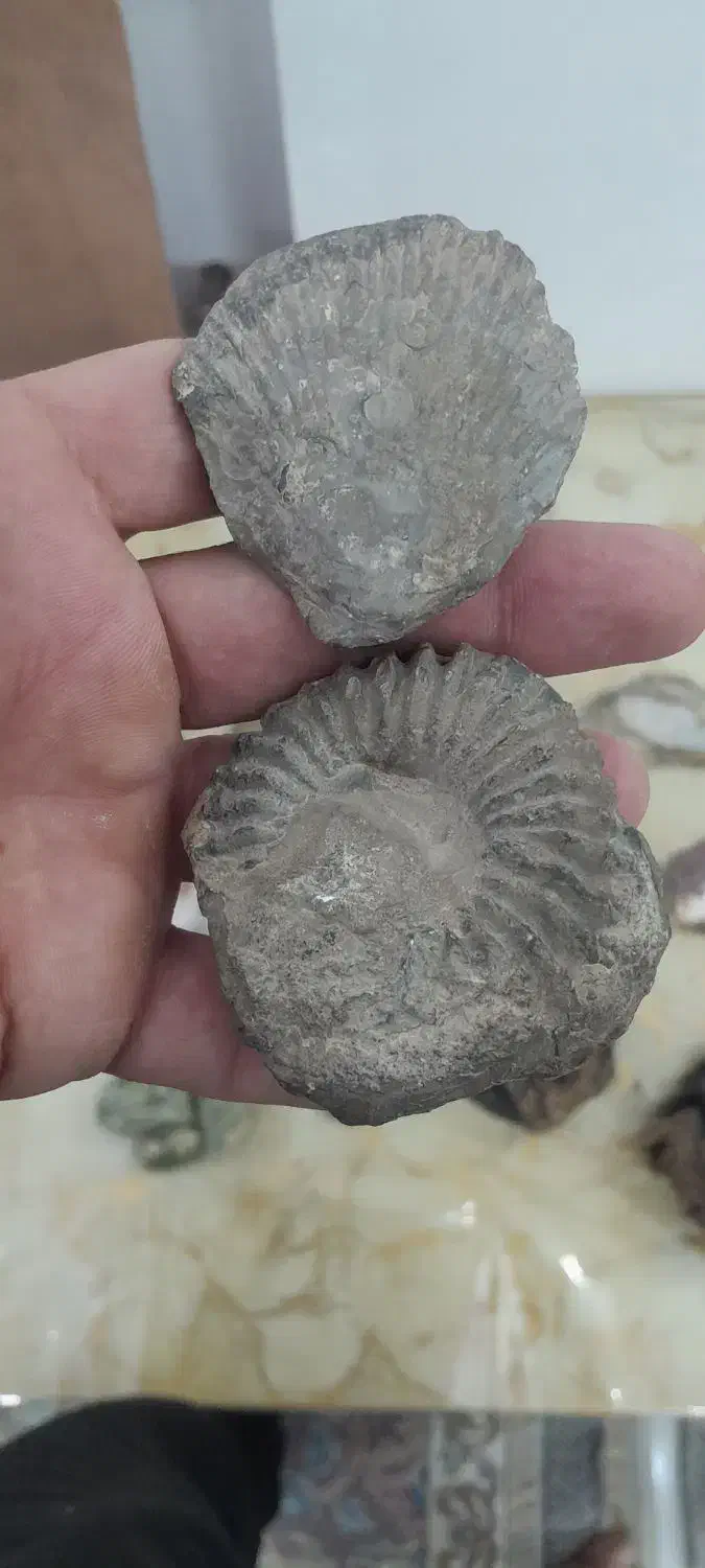 سنگ کلکسیونی ،گوهر سنگ وفسیل|جواهرات|کهک, |دیوار