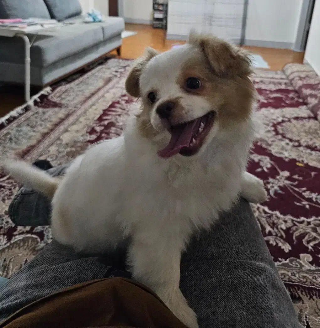 سگ پامر اشپیدز|سگ|ساری, |دیوار