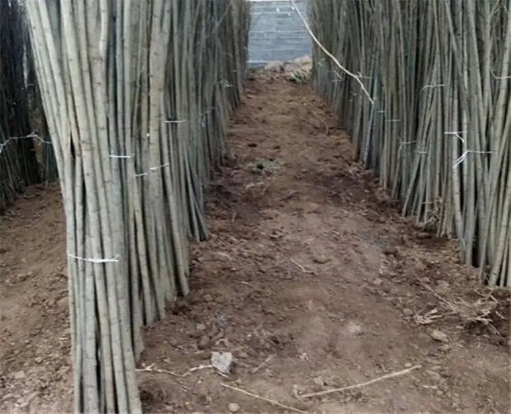 فروش عمده و خرده نهال مستقیم از شهر نهال|خدمات باغبانی و درختکاری|شازند, |دیوار