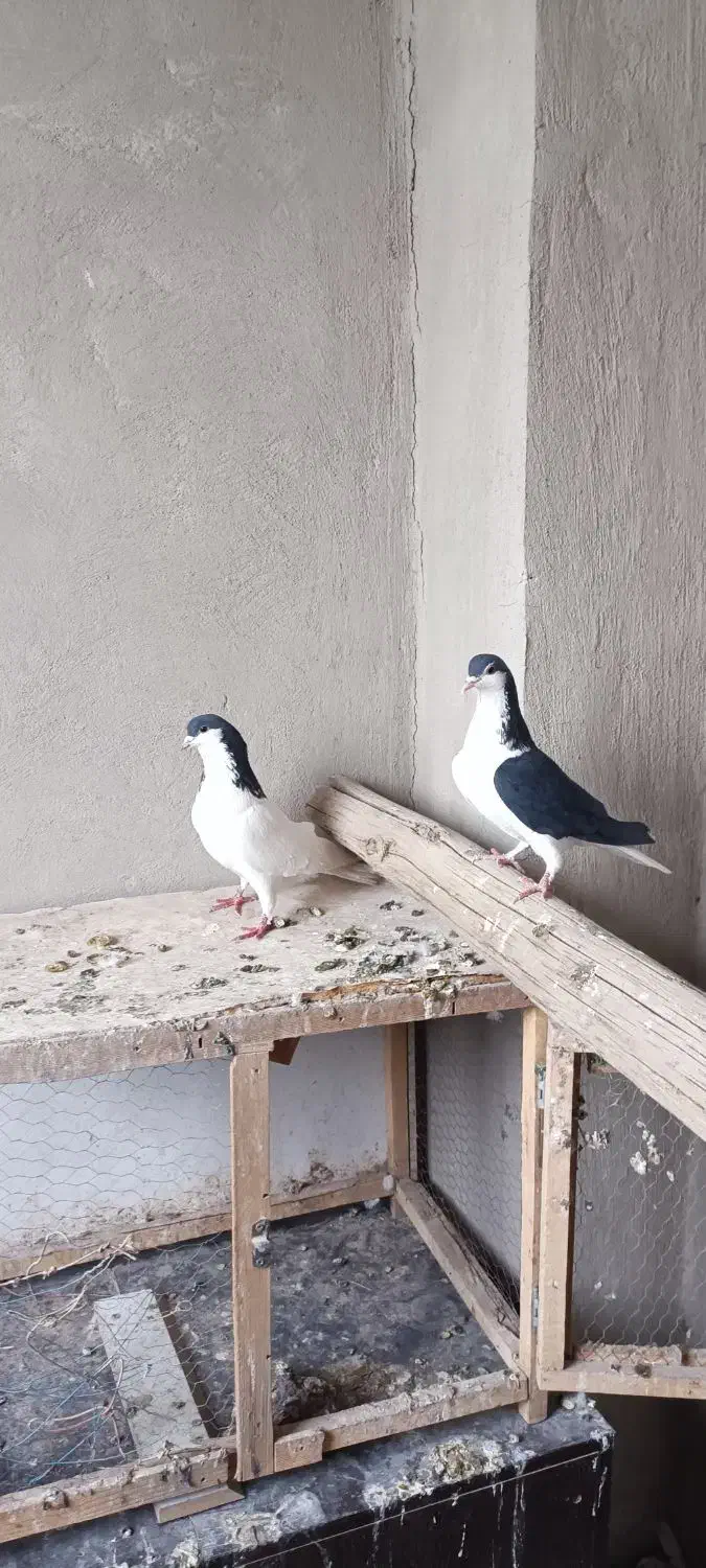 پرنده کفتر|پرنده|محمدیه-قزوین, |دیوار