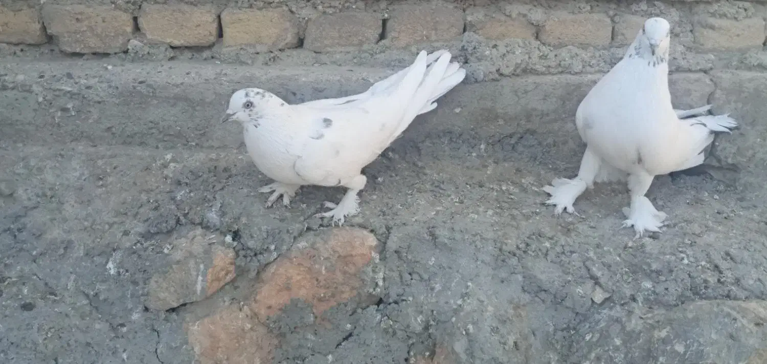 دوجفت مغز دار|پرنده|فارسان, |دیوار