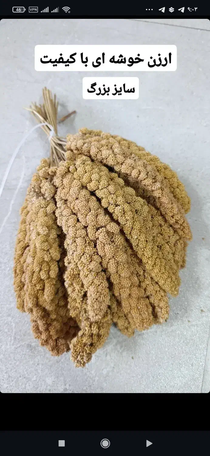 دهکده پرندگان|پرنده|سنقر, |دیوار