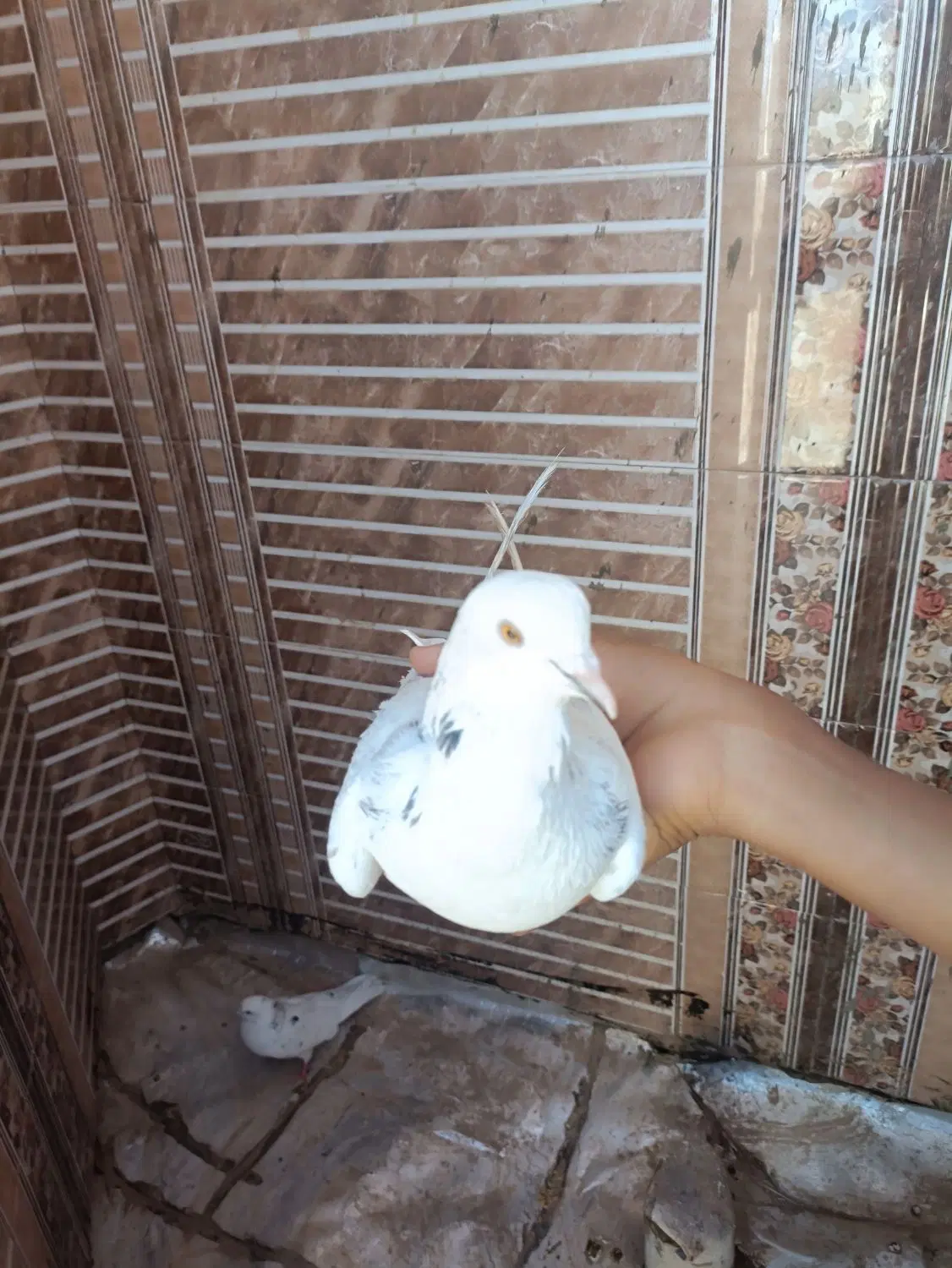 کفتر|پرنده|اردکان, |دیوار