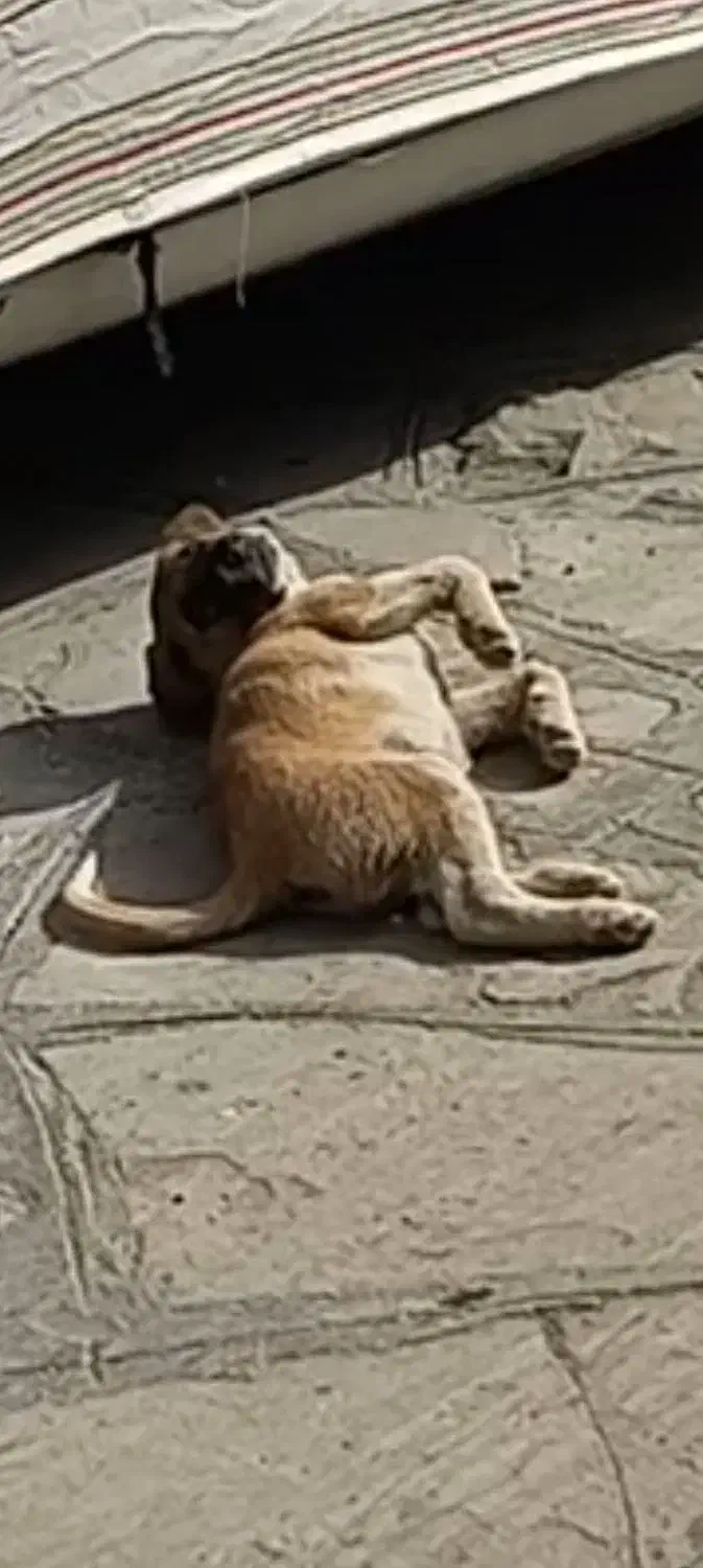 س گ|سگ|دهگلان, |دیوار