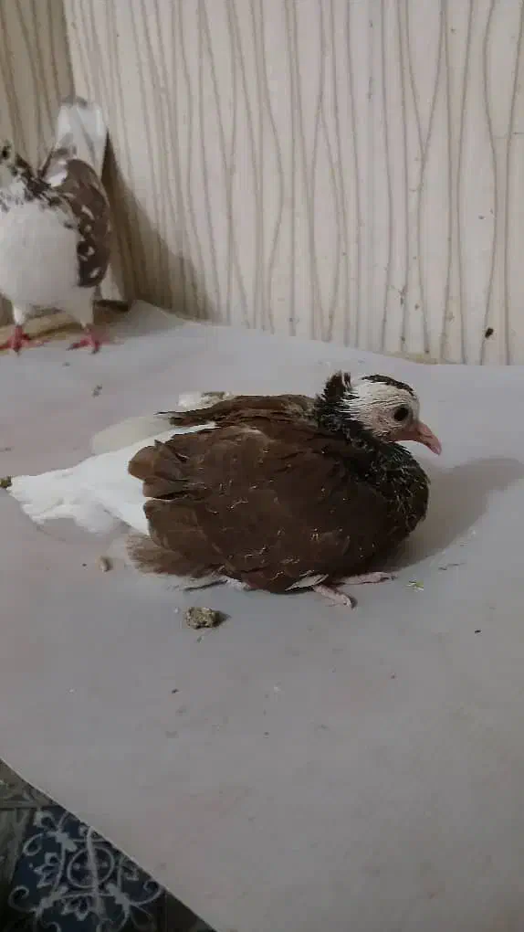 کبوتر پرشی|پرنده|نسیمشهر, |دیوار