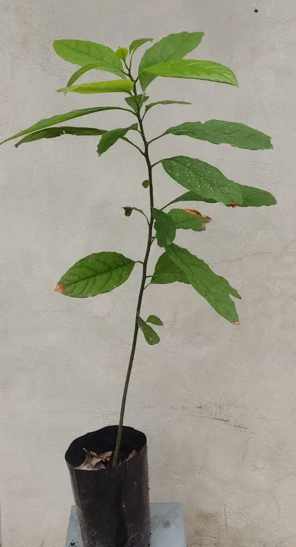 نهال/گیاه/آواکادو|گل و گیاه طبیعی|ساری, |دیوار