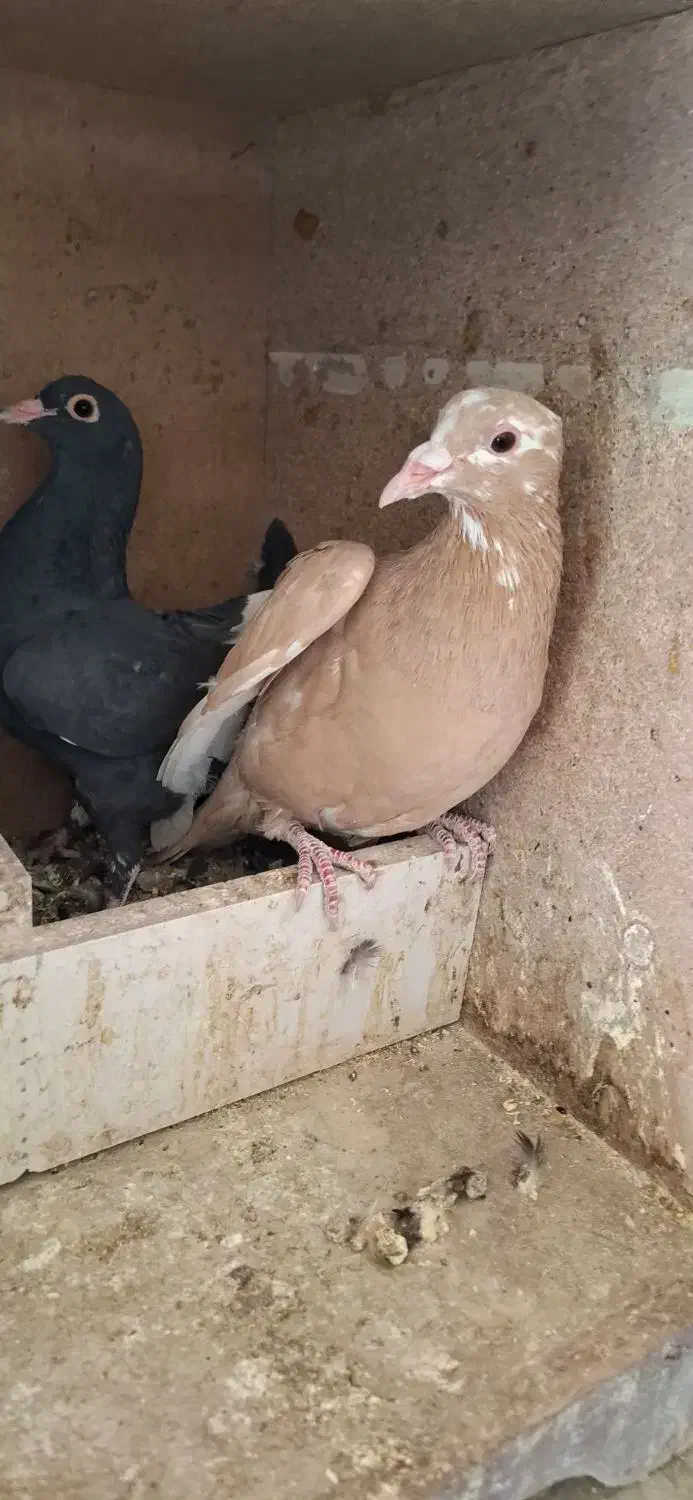 زرد پلنگ|پرنده|کرمان, |دیوار