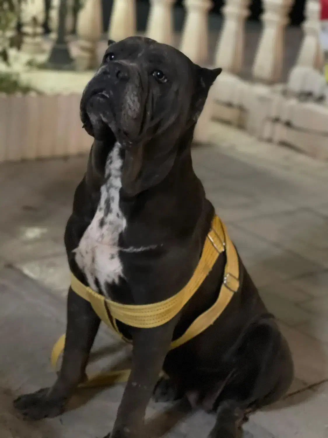 کنکورسو|سگ|بومهن, |دیوار