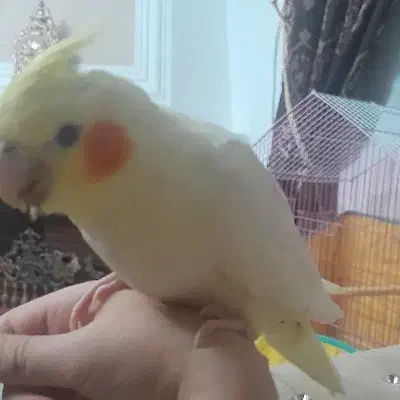 جوجه عروس هلندی لوتینو|پرنده|کرمانشاه, |دیوار