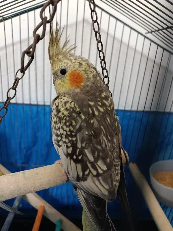 عروس هلندی|پرنده|رشت, گیل|دیوار