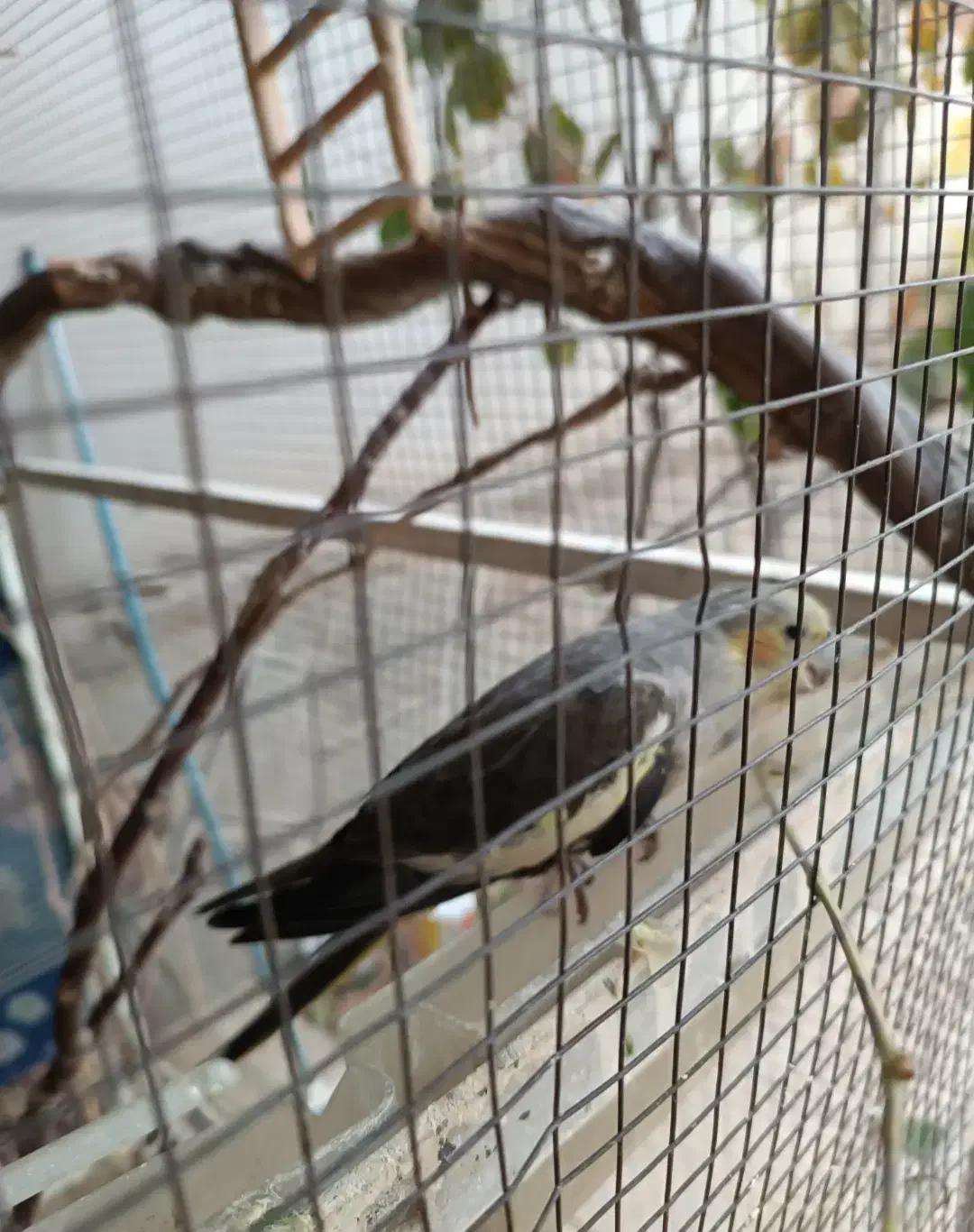 عروس هلندی ماده|پرنده|گلبهار, شهر جدید گلبهار|دیوار