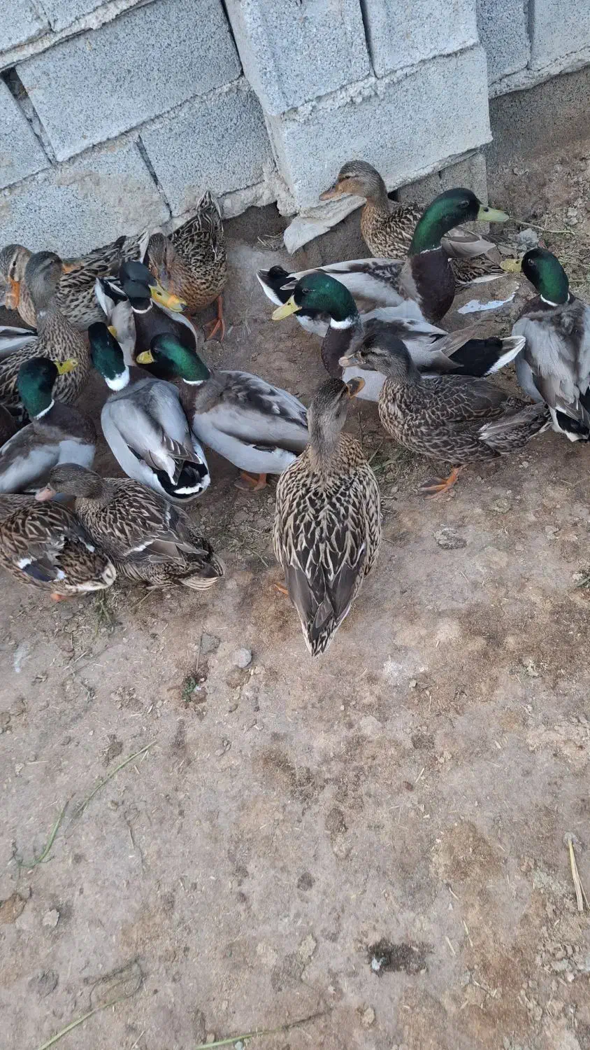 اردک سبز خضیری|حیوانات مزرعه|شادگان, |دیوار