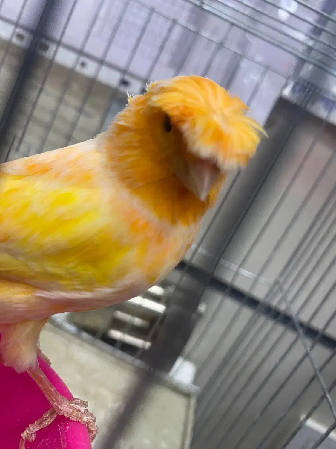 قناری|پرنده|محمدیه-قزوین, |دیوار