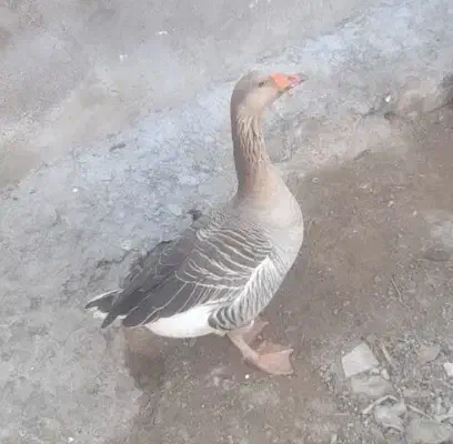 غاز|حیوانات مزرعه|اهواز, کیان اباد|دیوار